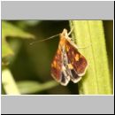 Pyrausta aurata - Goldzuensler 05.jpg